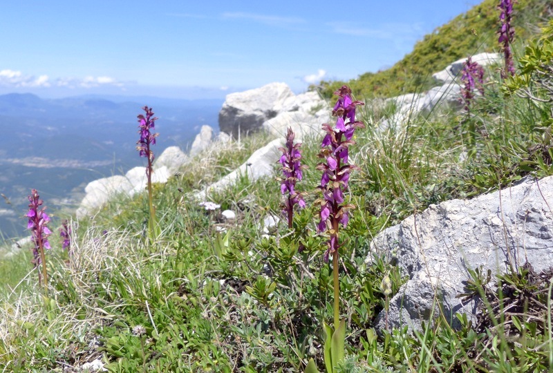 Monte Velino e Monti della Duchessa, le orchidee e la Natura  2024.